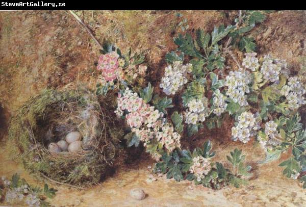 William Henry Hunt,OWS Chaffinch Nest and  May Blossom (mk46)